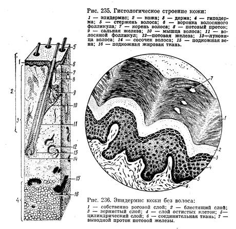 Кожа животных и её производные